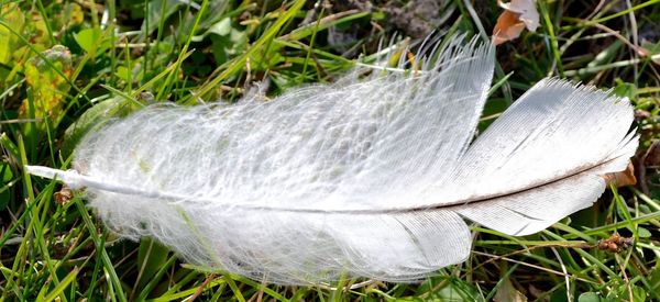 Close-up of white grass