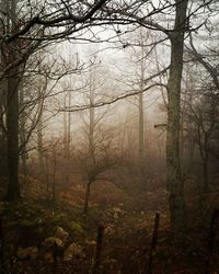 Bare trees in forest