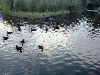 High angle view of ducks swimming in lake