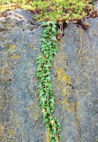 Close-up of ivy growing on rock