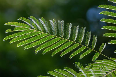 Close-up of fern-like tree leaves