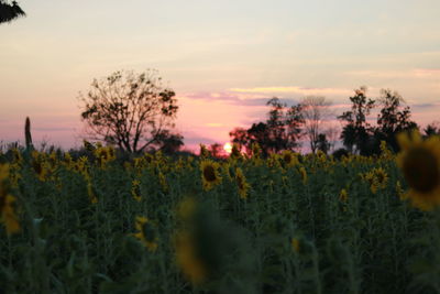 Scenic view of field against sky during sunset