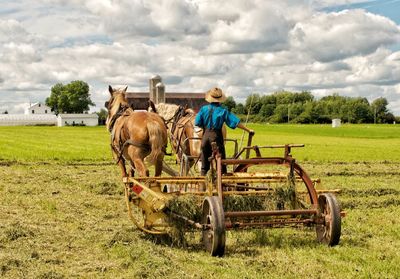 Horse cart in a field