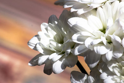 Close-up of white flowers