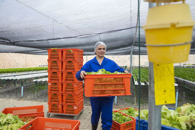 Worker in greenhouse carrying crate with freshly harvested vegetables