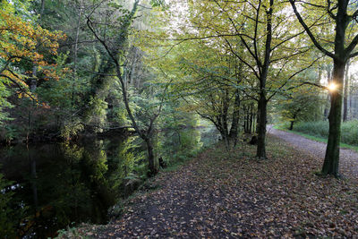 Trees in forest during autumn