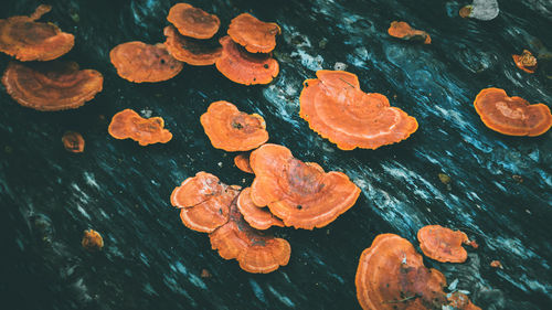 High angle view of orange leaf in water