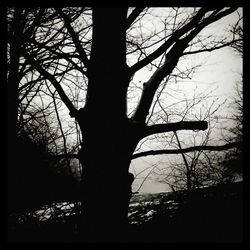 Low angle view of silhouette tree against sky