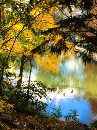 Reflection of trees on lake during autumn