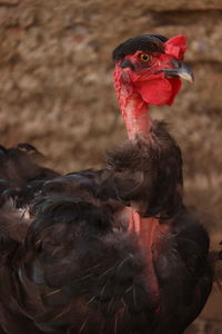 Close-up of a bird