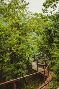 Trees in forest