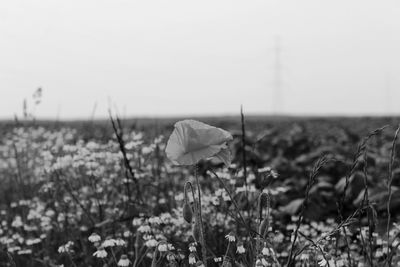 Flowers growing in field