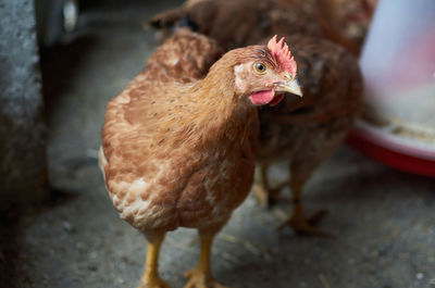 Close-up of a bird