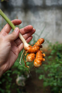 Close-up of hand holding berries