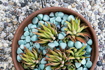 High angle view of potted cactus plant