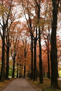 Trees in forest during autumn