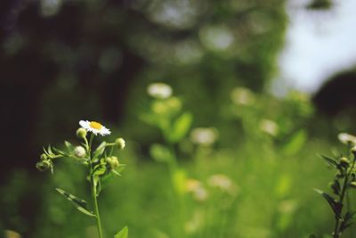 Close-up of white flowering plant on field