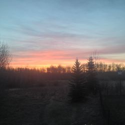 Silhouette of trees on landscape