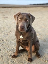 Portrait of dog sitting on beach