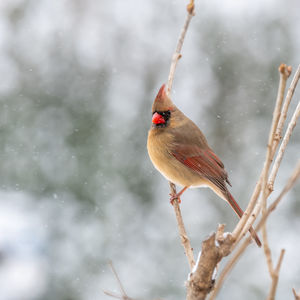 Bird perching on branch in snow
