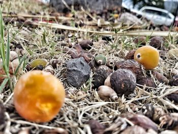 Close-up of fungus growing on field