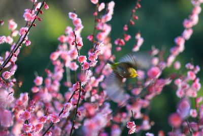 Close-up of bird flying amidst pink flowering plants