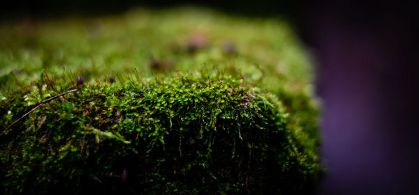 Close-up of plant