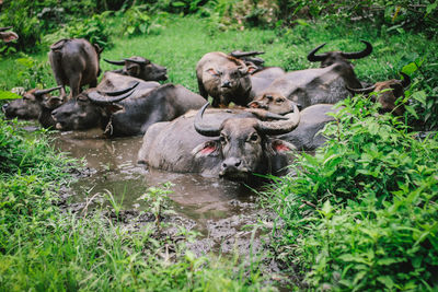 View of sheep in water