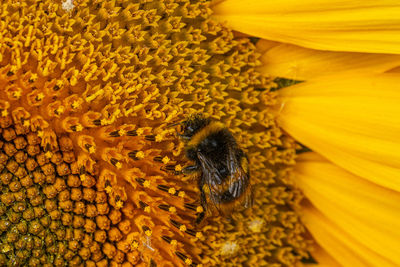 Close-up of bee pollinating on sunflower