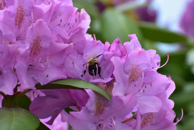 Close-up of bee pollinating on pink flower