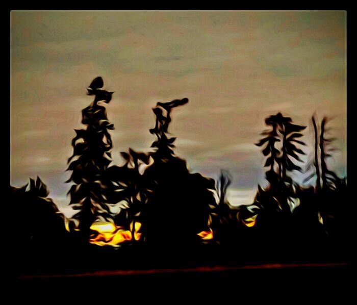 SILHOUETTE OF PLANTS ON FIELD AT SUNSET