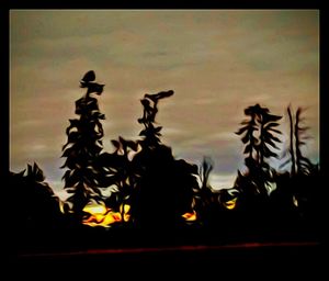 Silhouette of plants growing on field at sunset