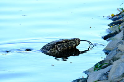 Varanus salvator wild animal in the city he lost way .