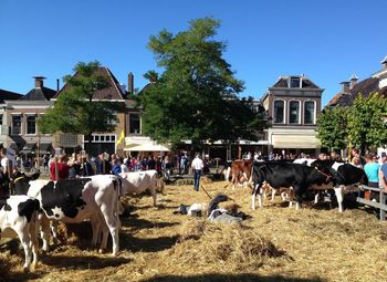 Cows on hay by people at viehmarktplatz