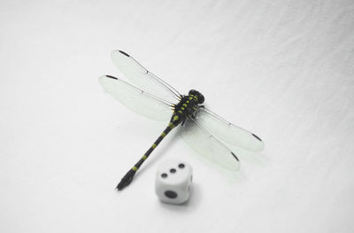 Close-up of damselfly on white background