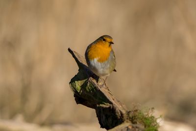 Close-up of bird perching on branch