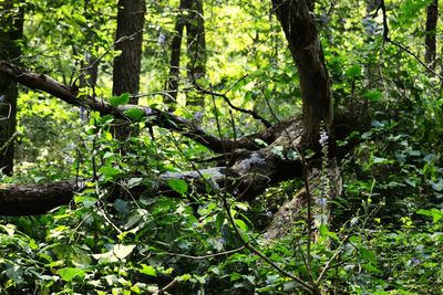 Trees in forest