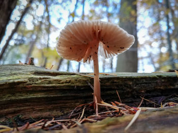 Close-up of mushroom growing on tree trunk in forest