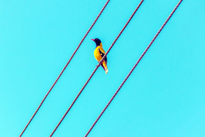 Low angle view of bird flying against clear blue sky