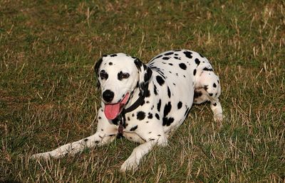 Close-up of a dog on field