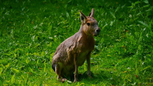 Deer standing in a field
