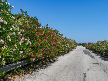 Road amidst plants and trees against clear sky