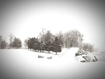 Trees on snow covered landscape