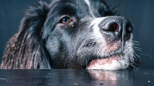 Close-up of dog looking away