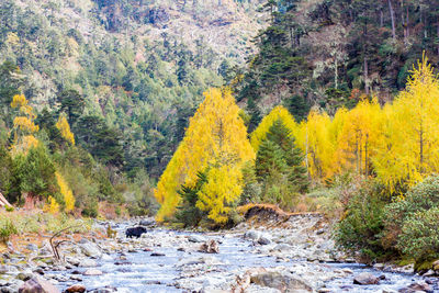 Trees growing in forest during autumn