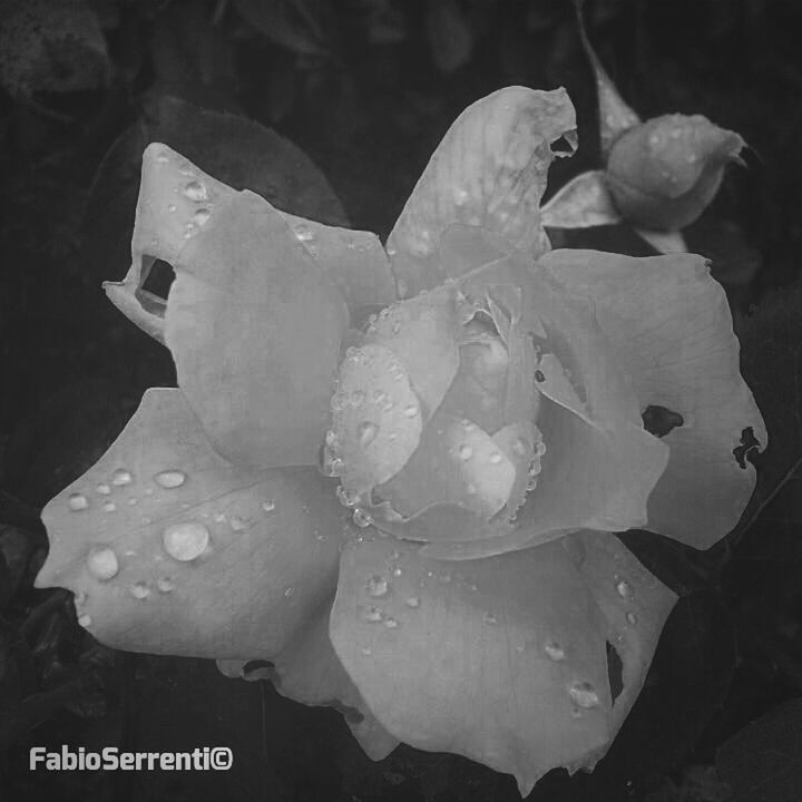 freshness, drop, water, flower, wet, close-up, fragility, petal, leaf, beauty in nature, growth, flower head, nature, plant, rain, dew, raindrop, high angle view, focus on foreground, season