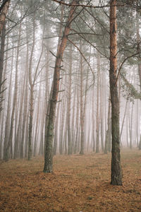 Pine trees in forest