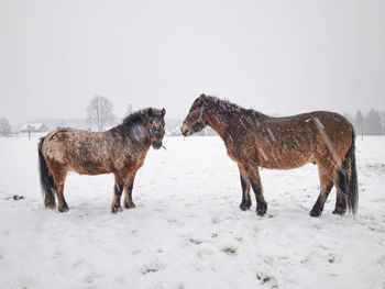 Horses on a field