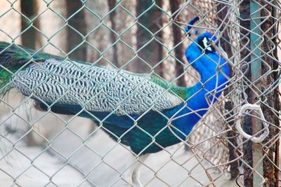 View of peacock in cage at zoo