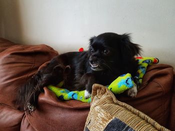Portrait of dog relaxing on sofa at home